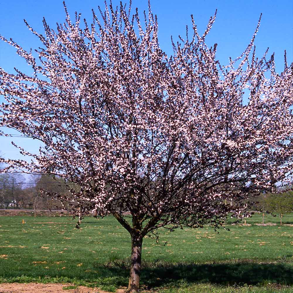 Mount St. Helens® Plum Tree - Image 3