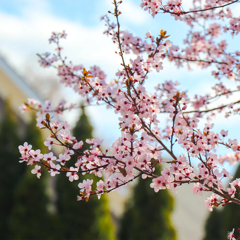Mount St. Helens® Plum Tree - Image 4