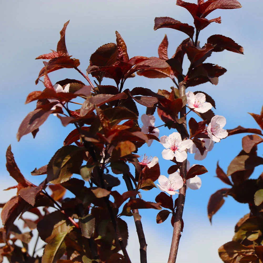 Mount St. Helens® Plum Tree - Image 5