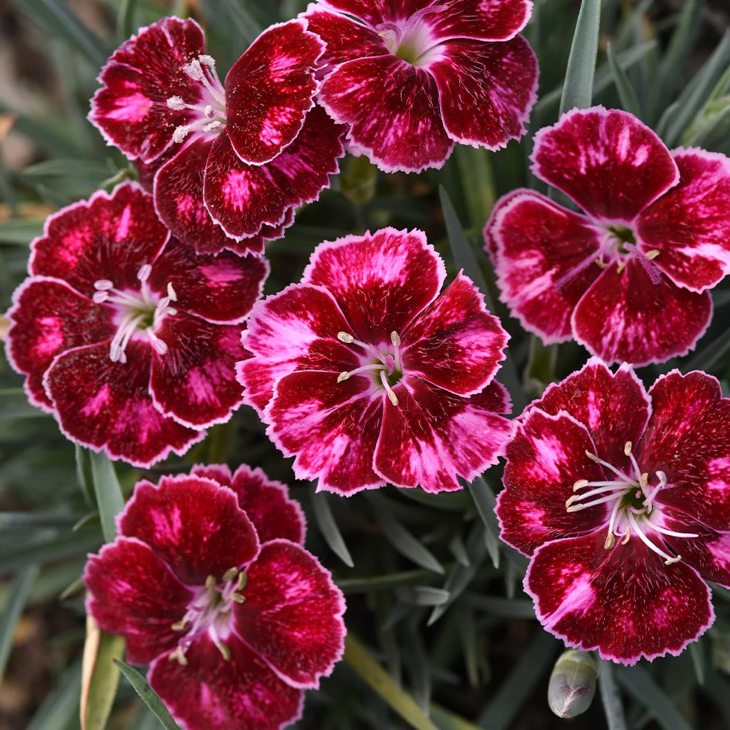 Better Versions® Mountain Frost™ Ruby Glitter Dianthus Plant - Image 2