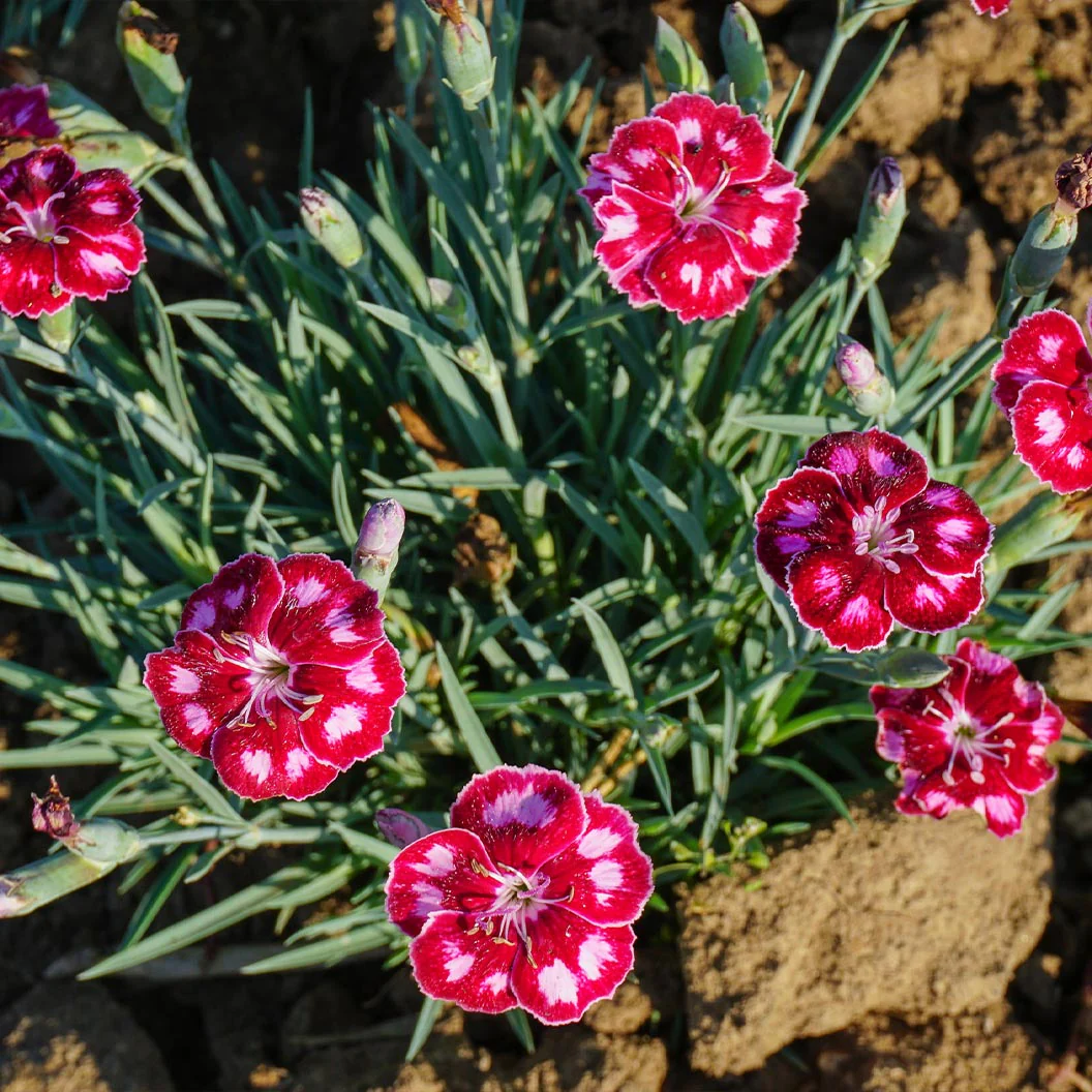 Better Versions® Mountain Frost™ Ruby Glitter Dianthus Plant - Image 3