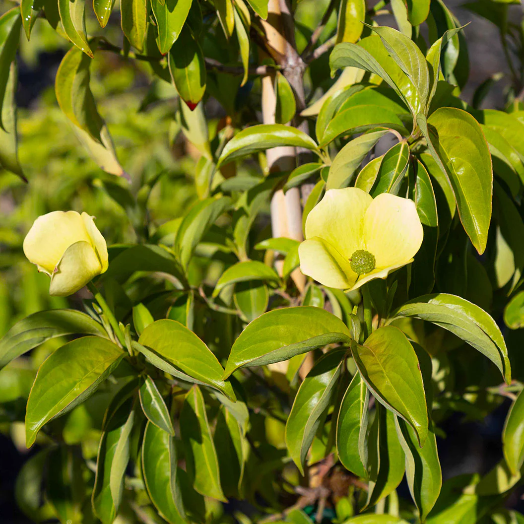 Mountain Moon Dogwood Tree - Image 4