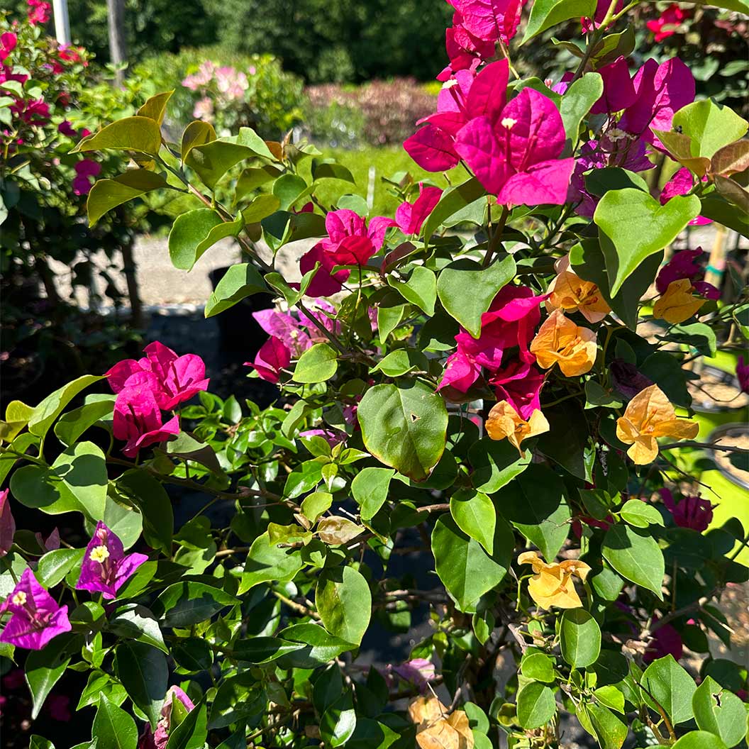Multi-Color Bougainvillea Tree - Image 3