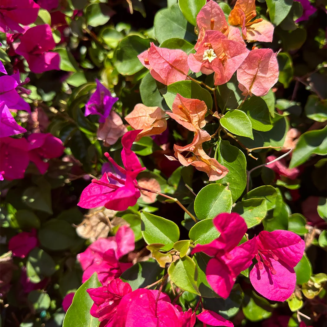Multi-Color Bougainvillea Tree - Image 4
