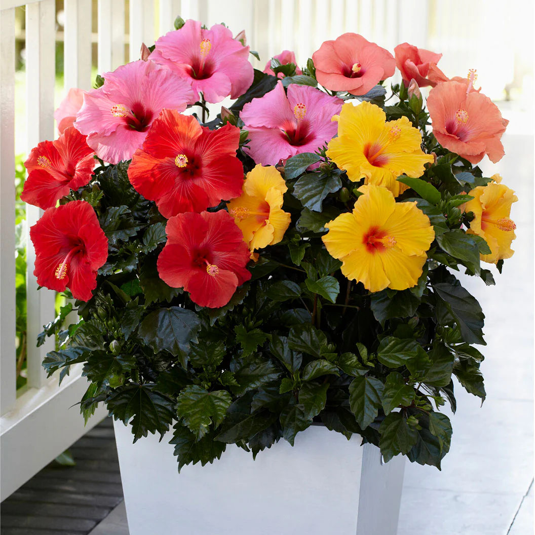 Multi Color Hibiscus Bush - Image 2