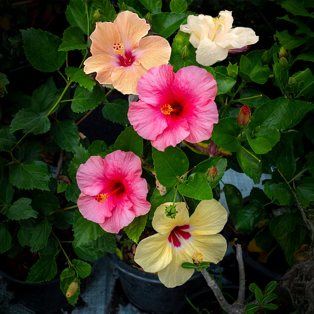 Multi Color Hibiscus Bush - Image 3