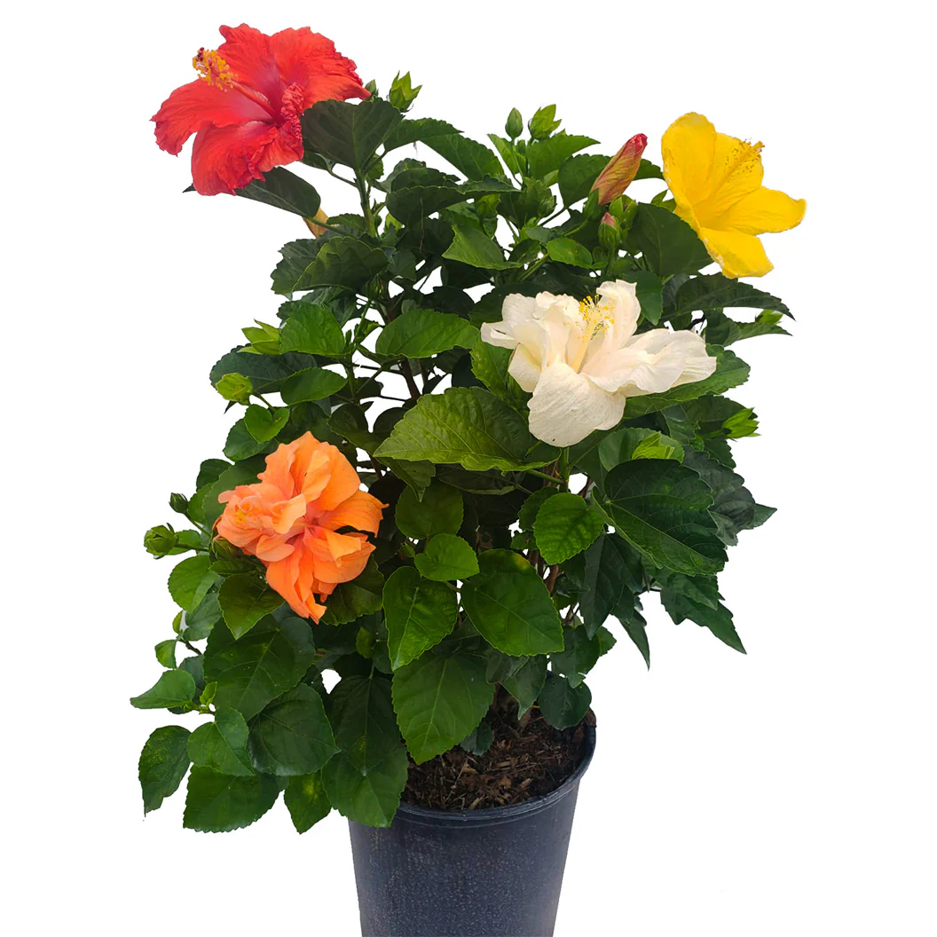 Multi Color Hibiscus Bush - Image 4