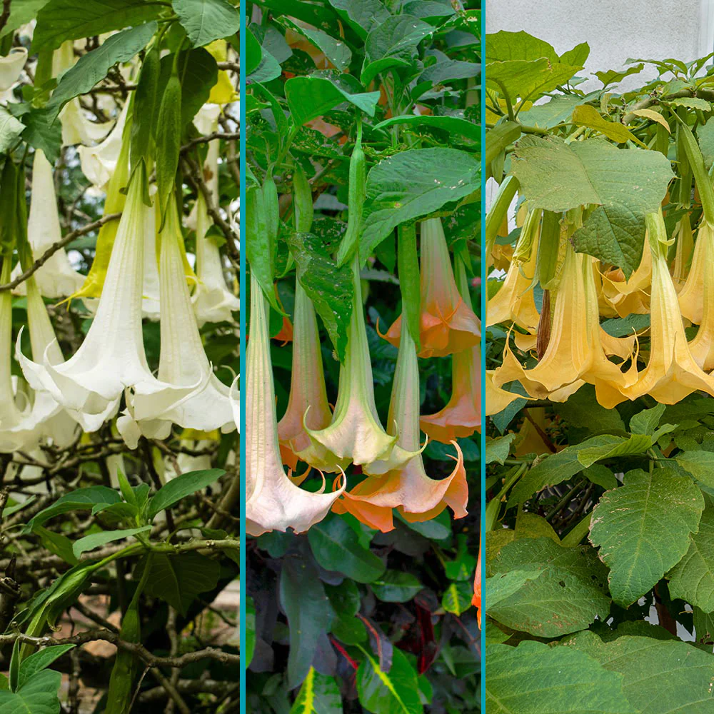Multicolor Angel Trumpet Tree - Image 2