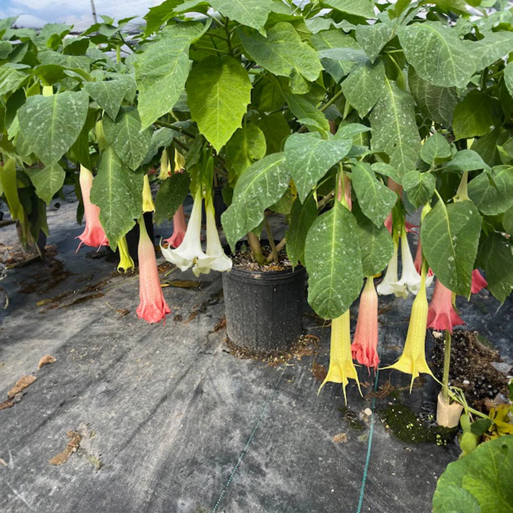 Multicolor Angel Trumpet Tree - Image 3