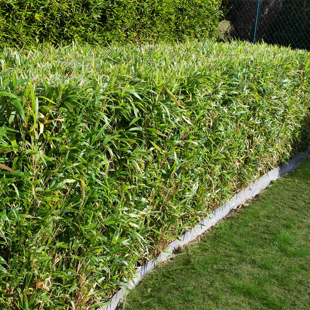 Multiplex Bamboo - Image 2