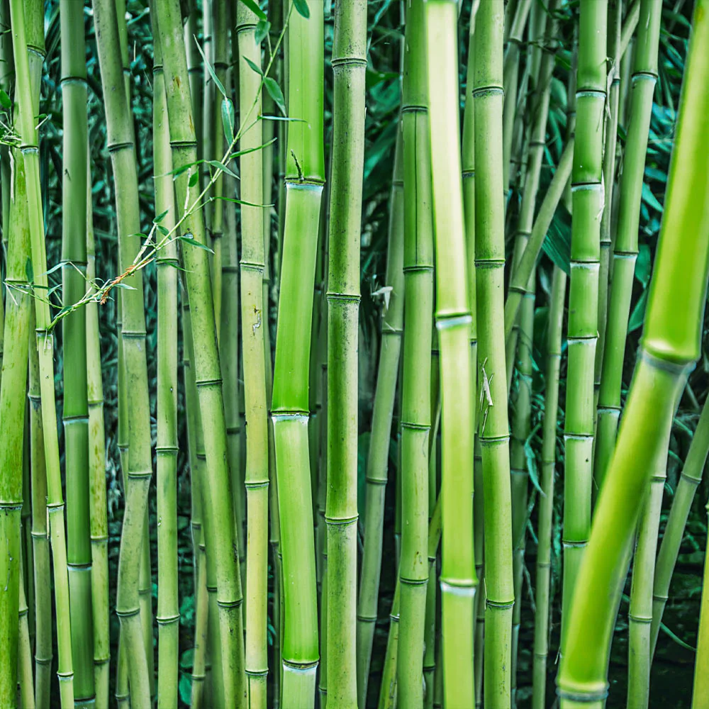 Multiplex Bamboo - Image 3