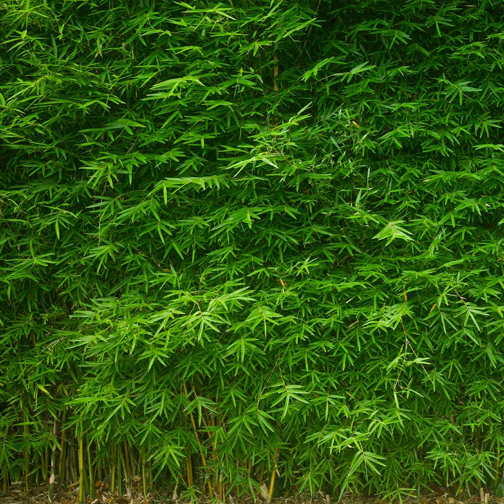 Multiplex Bamboo - Image 4
