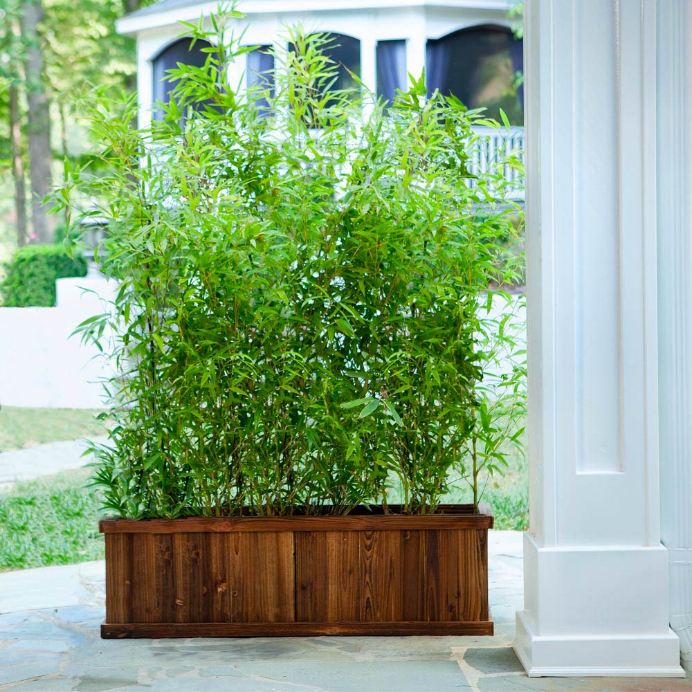 Multiplex Bamboo - Image 5