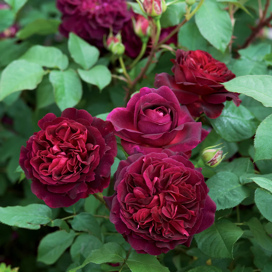 David Austin® Munstead Wood® Rose Bush - Image 2