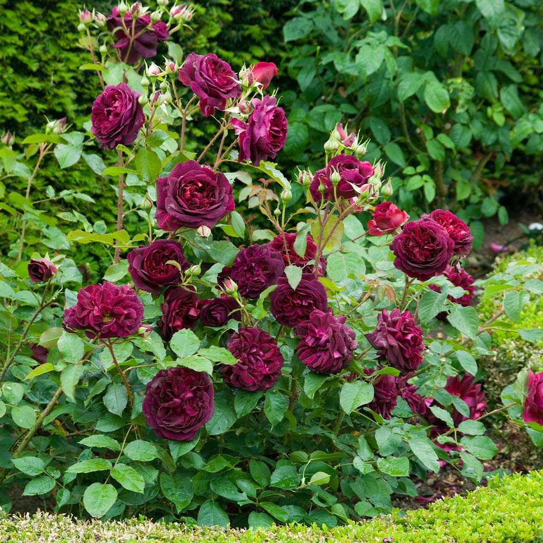 David Austin® Munstead Wood® Rose Bush - Image 3
