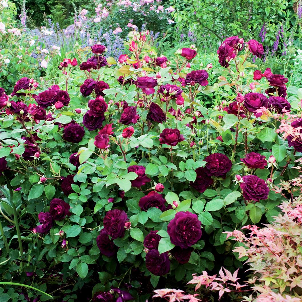 David Austin® Munstead Wood® Rose Bush - Image 4