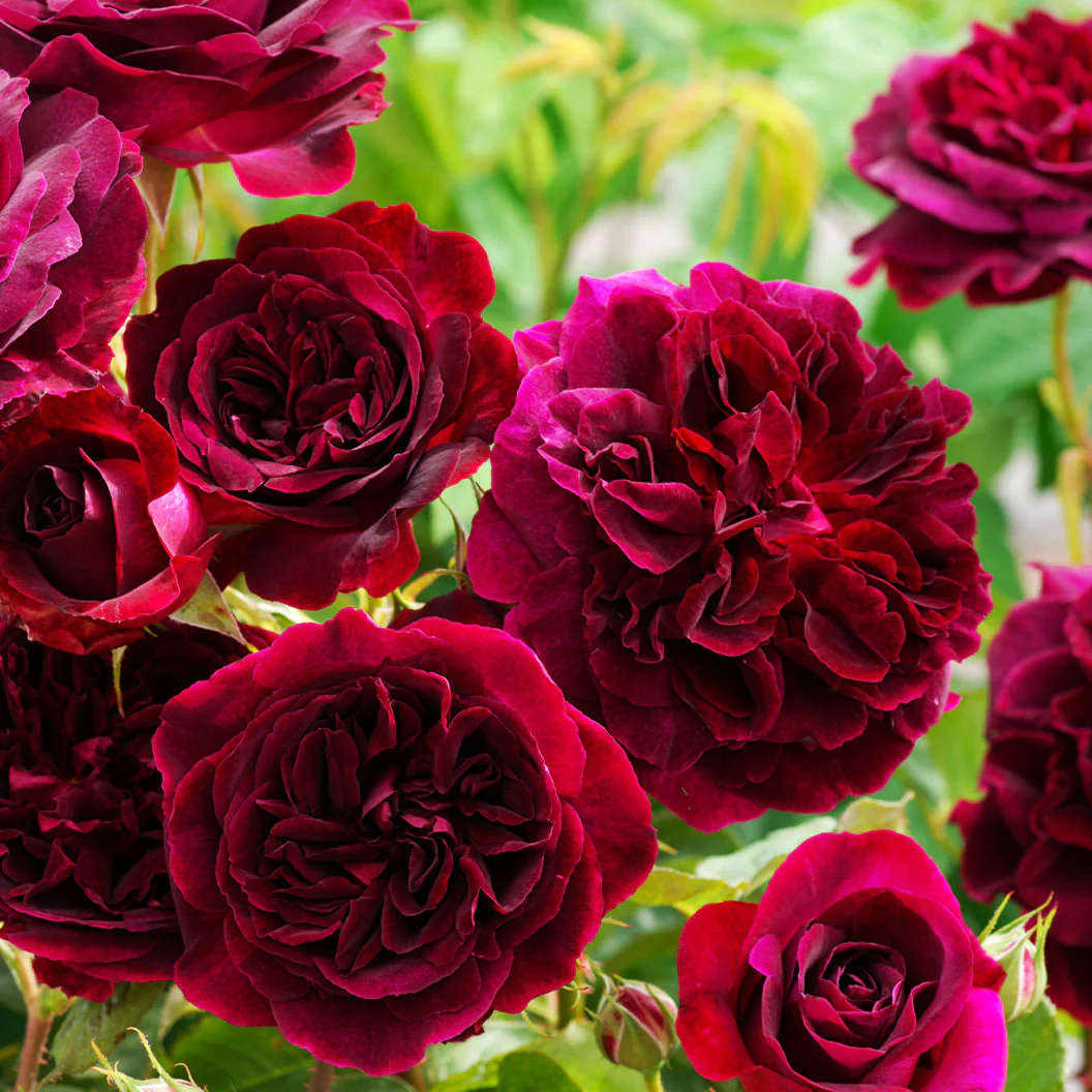 David Austin® Munstead Wood® Rose Bush - Image 5