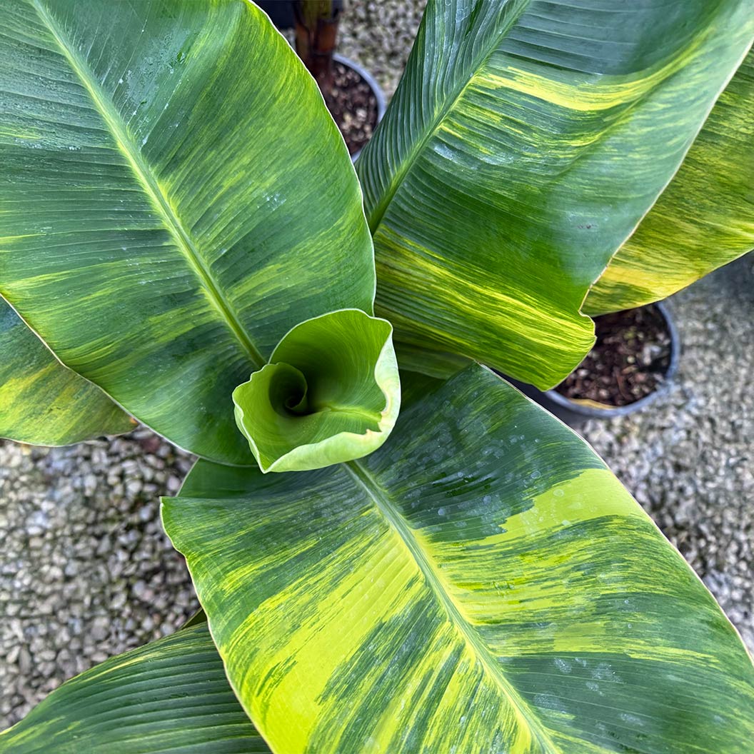 Dwarf Cavendish Variegated Banana Tree - Image 3