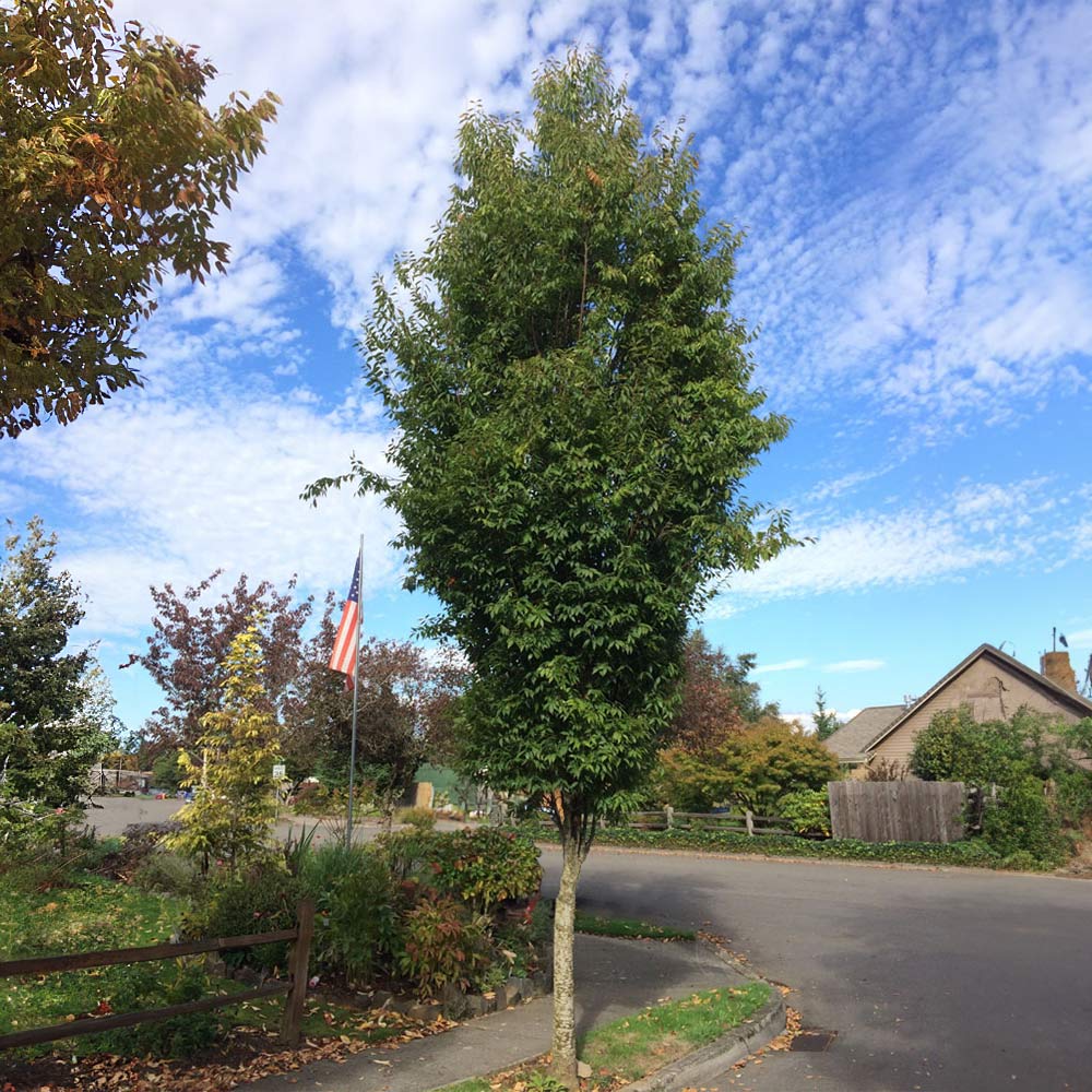 Musashino Columnar Zelkova - Image 3