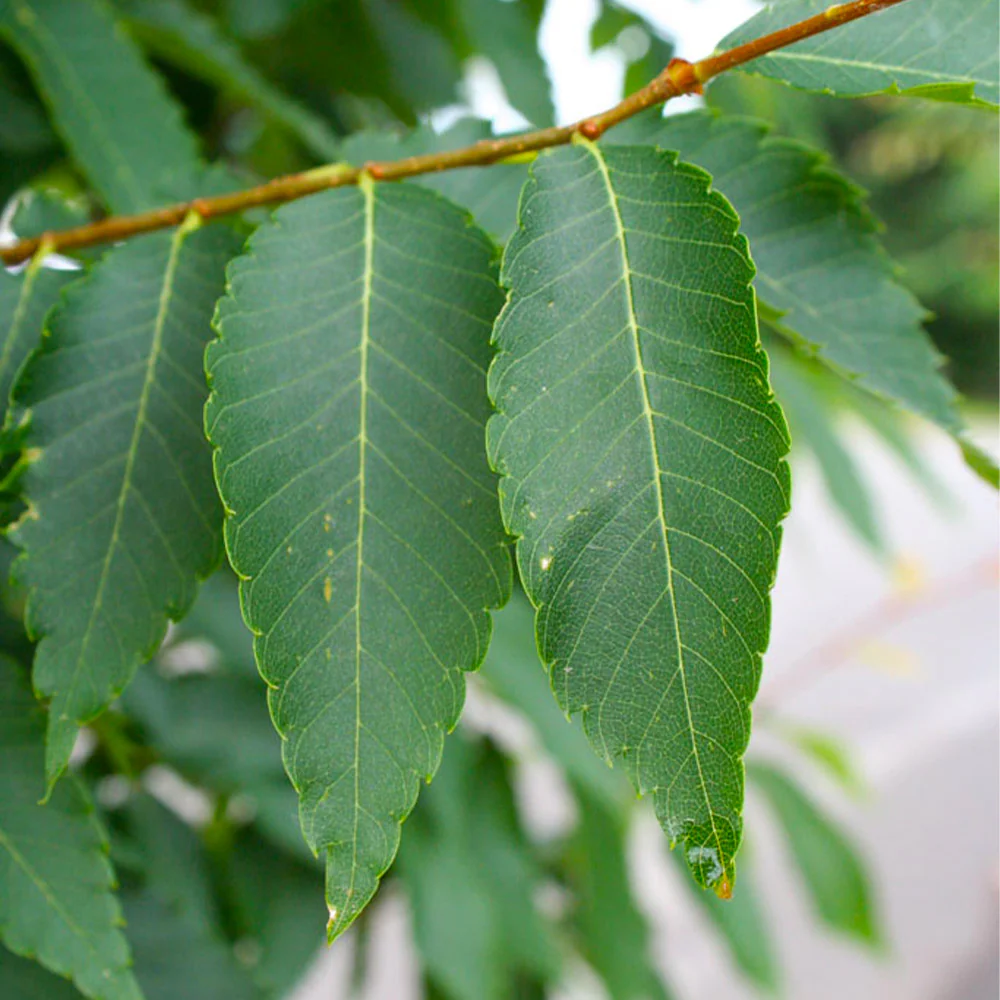 Musashino Columnar Zelkova - Image 4
