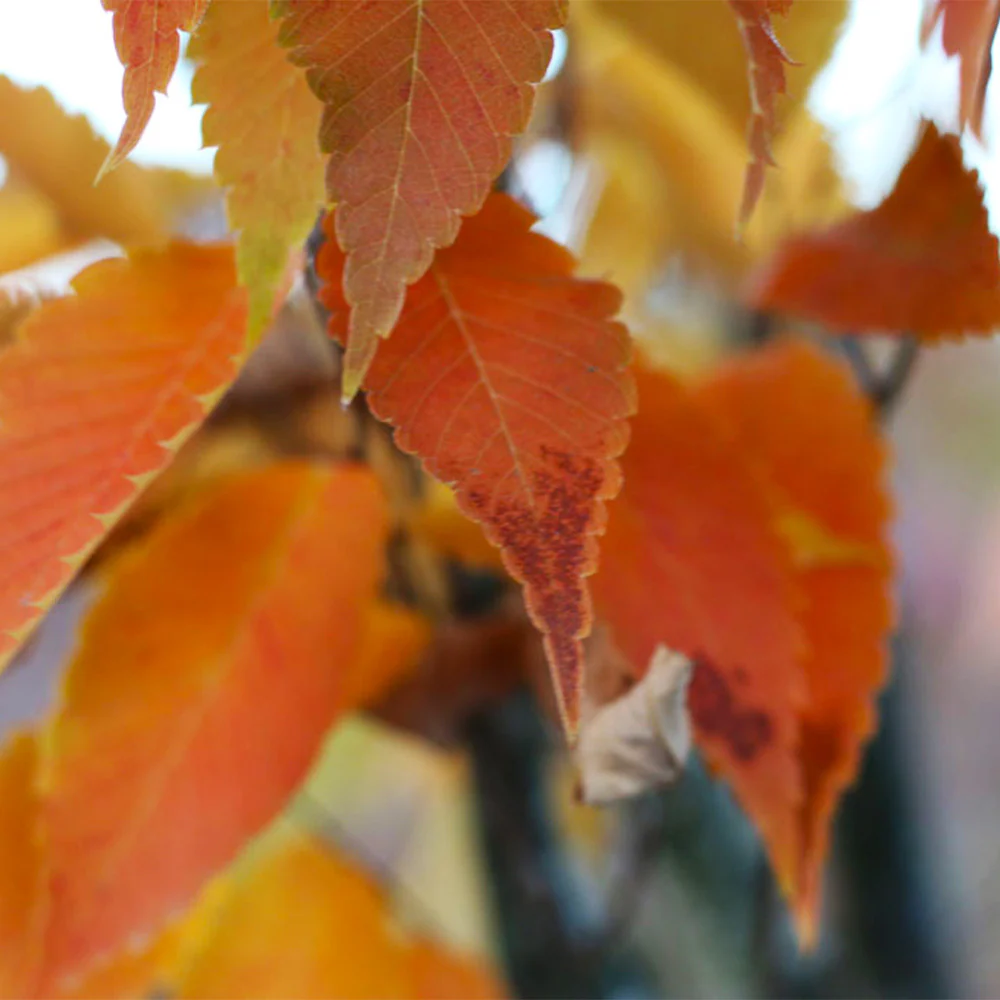 Musashino Columnar Zelkova - Image 5
