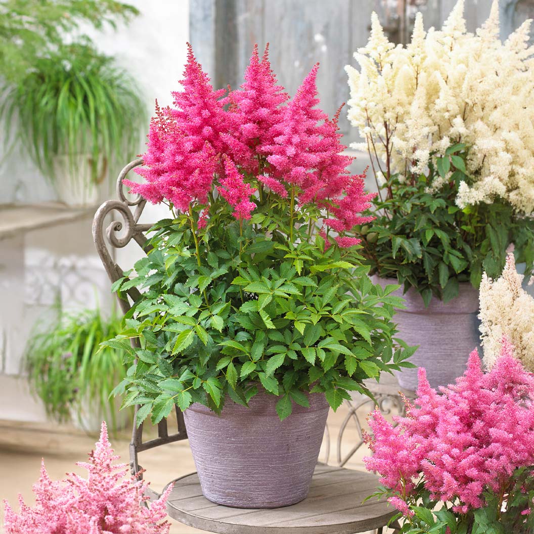 Music™ Drum & Bass Astilbe Plant - Image 2