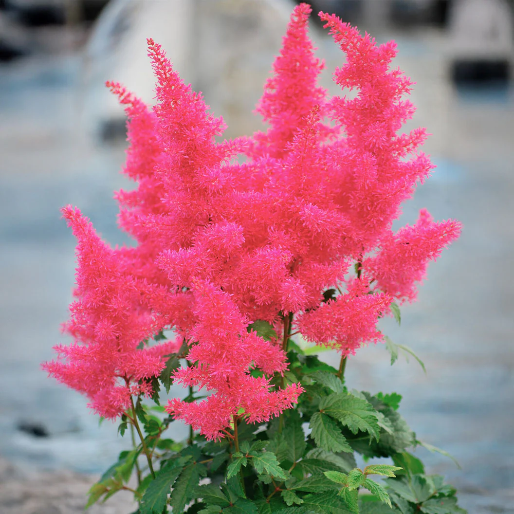 Music™ Drum & Bass Astilbe Plant - Image 3