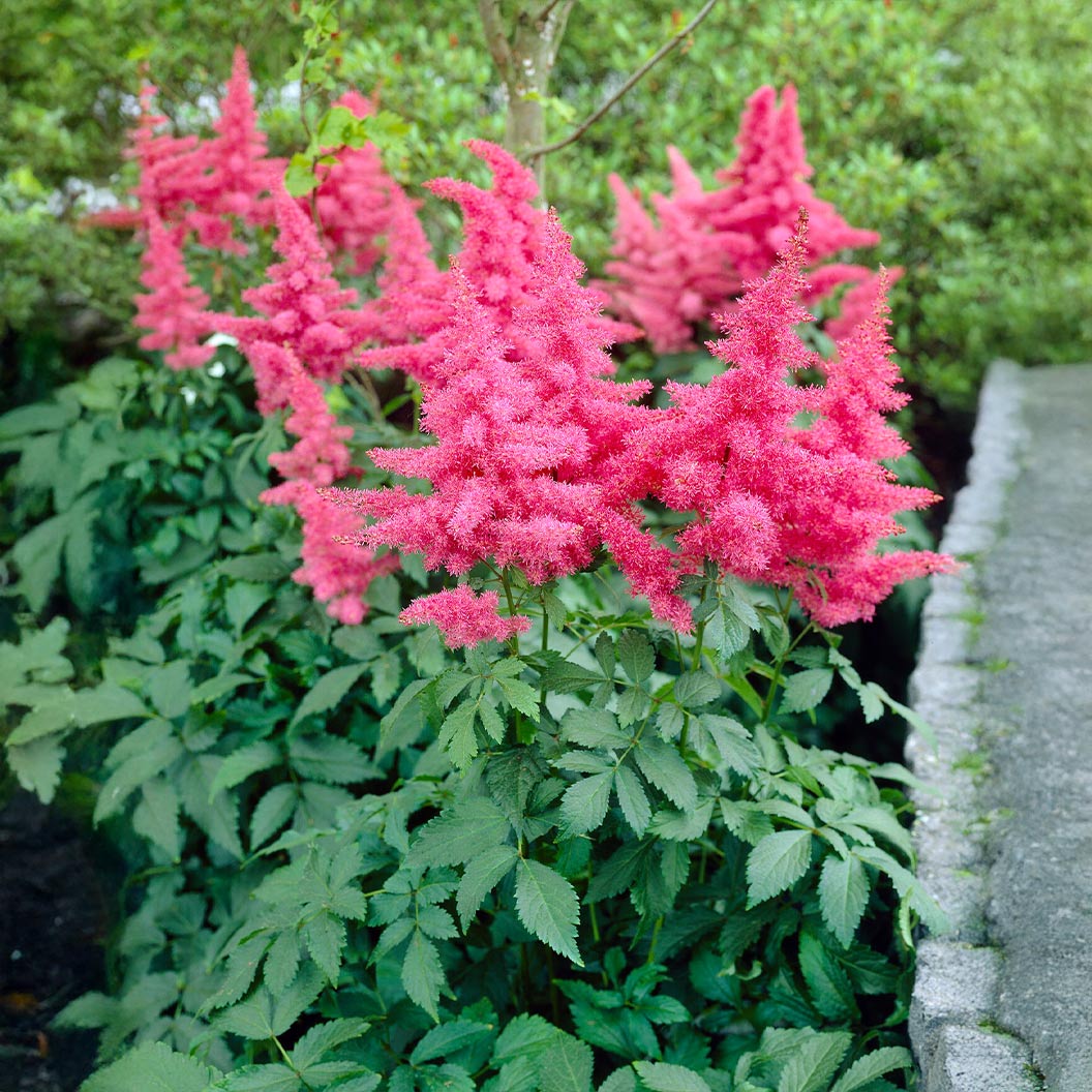 Music™ Drum & Bass Astilbe Plant - Image 4