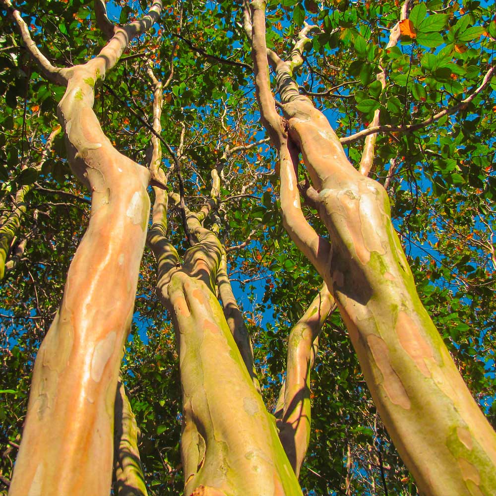 Muskogee Crape Myrtle Tree - Image 6