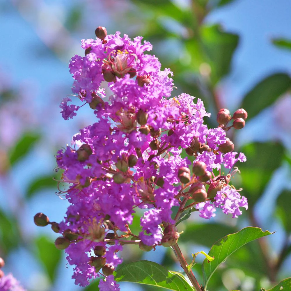 Muskogee Crape Myrtle Tree - Image 3