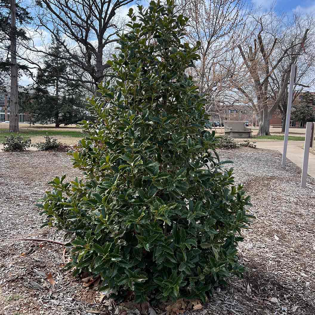 My Lady™ Holly Bush - Image 2