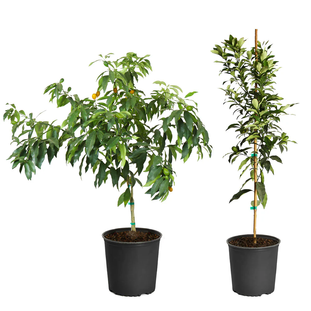 Nagami Kumquat Tree - Image 5