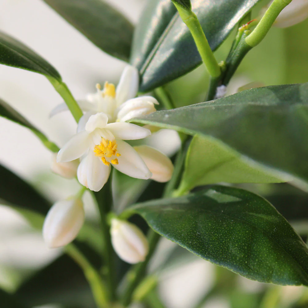 Nagami Kumquat Tree - Image 6