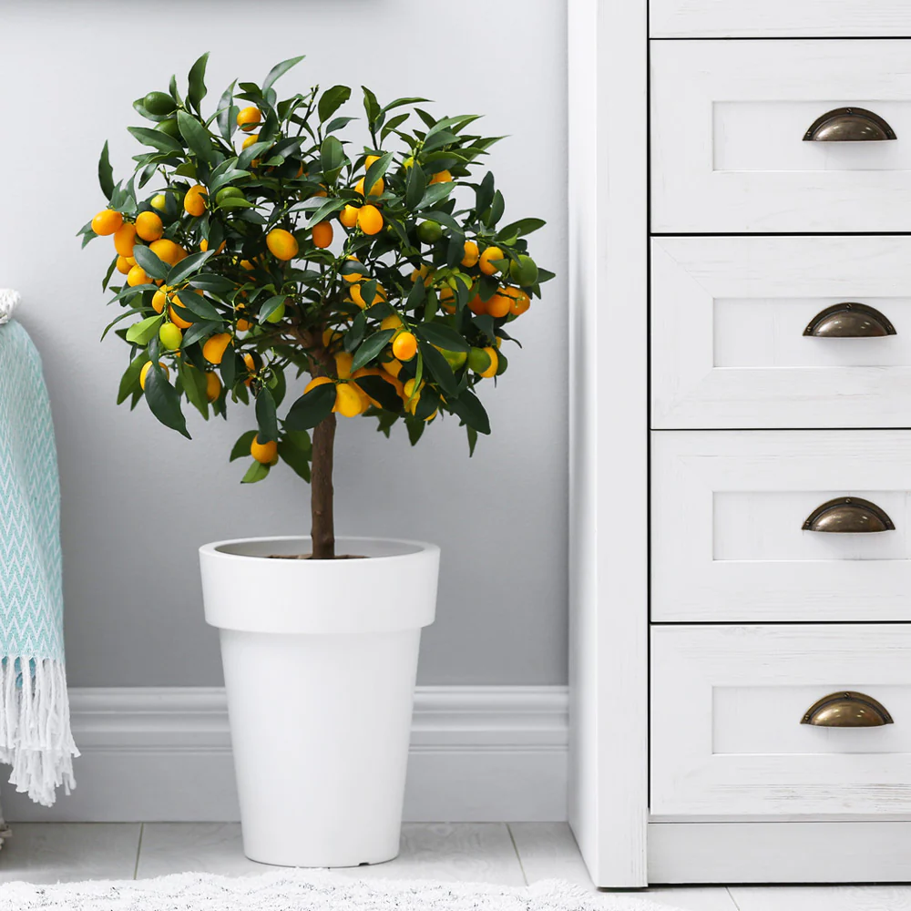 Nagami Kumquat Tree - Image 6