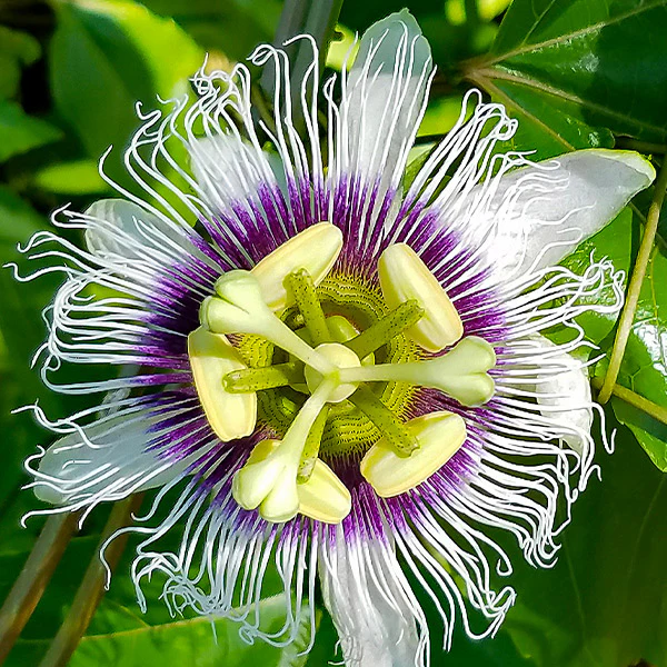 Nancy Garrison Passion Fruit Vine - Image 2