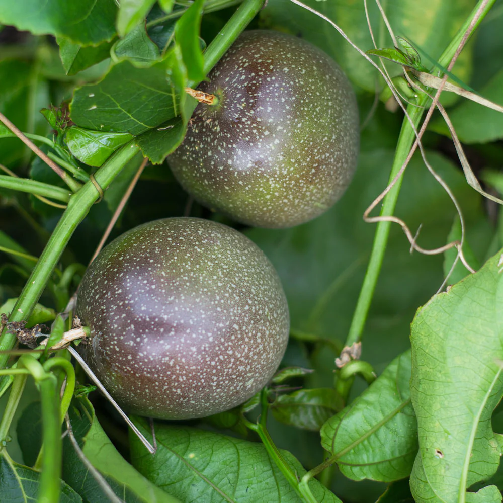 Nancy Garrison Passion Fruit Vine - Image 3