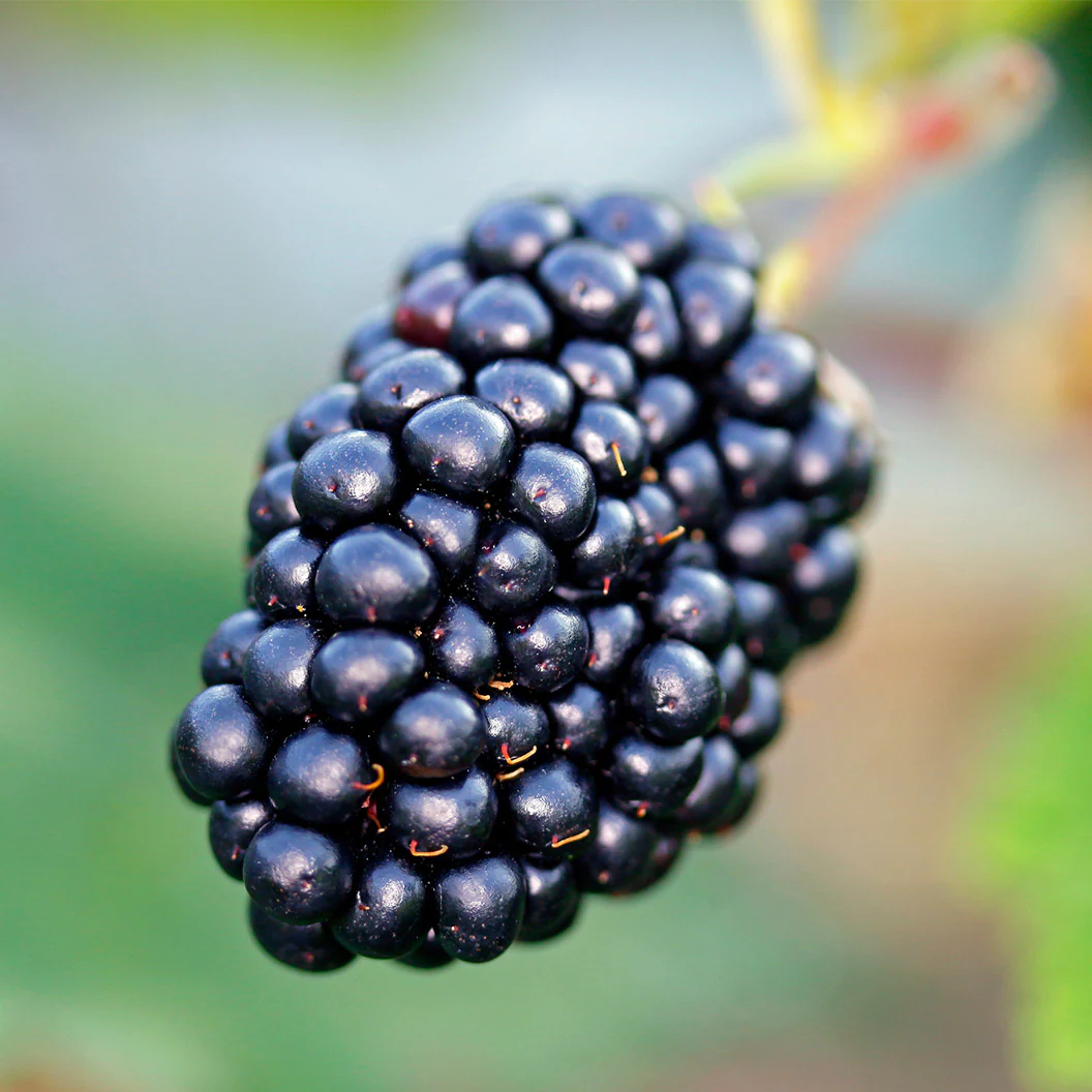 Natchez Blackberry - Image 4