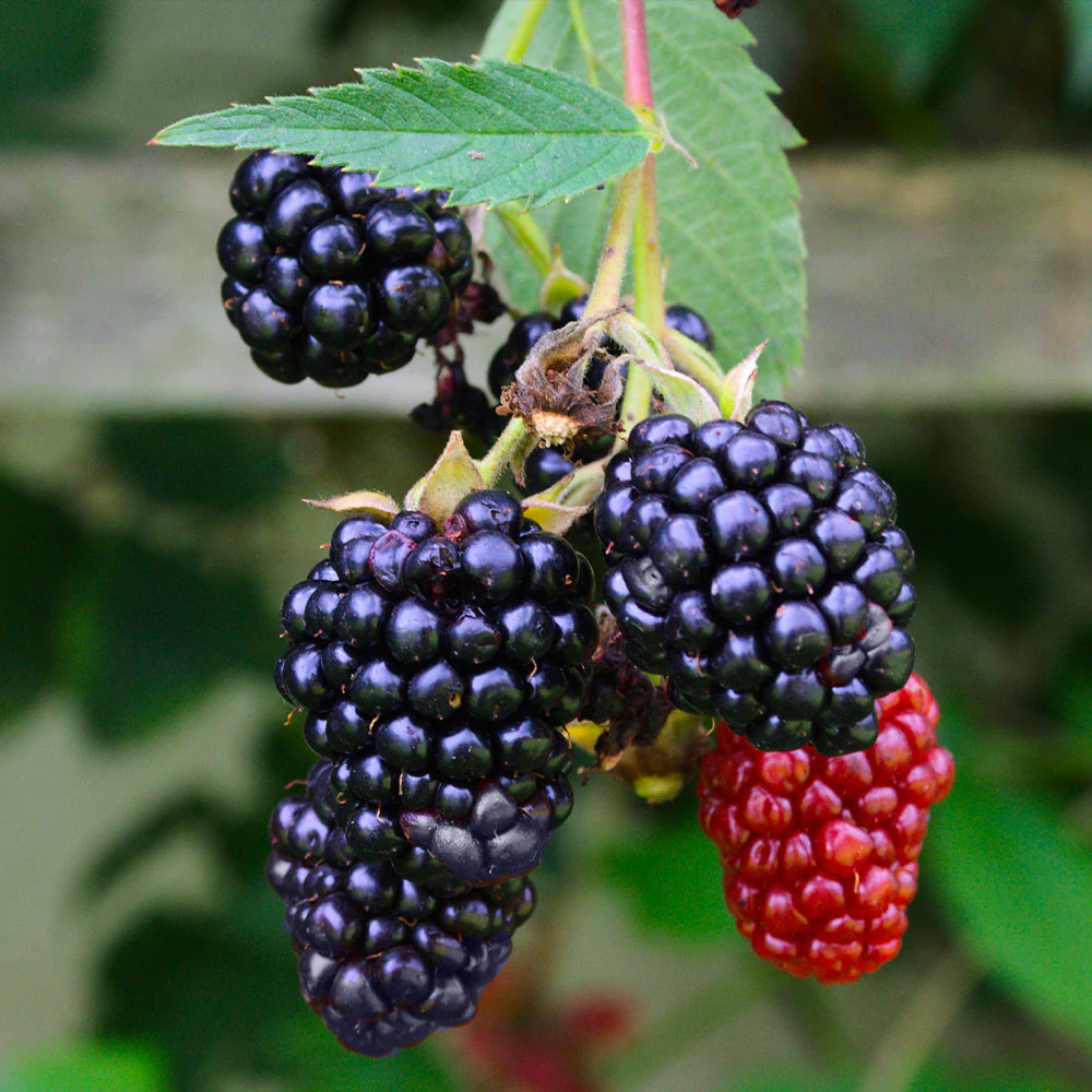Navaho Thornless Blackberry Bush - Image 3
