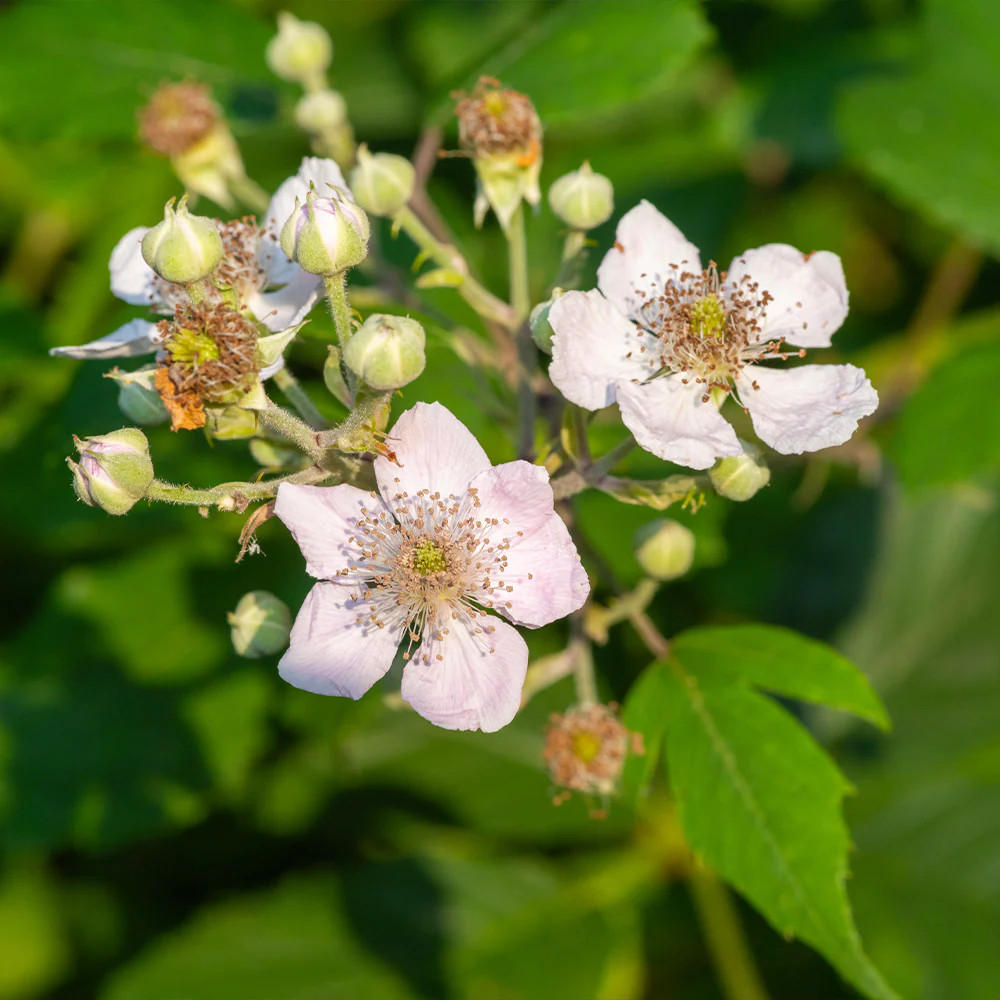 Navaho Thornless Blackberry Bush - Image 4