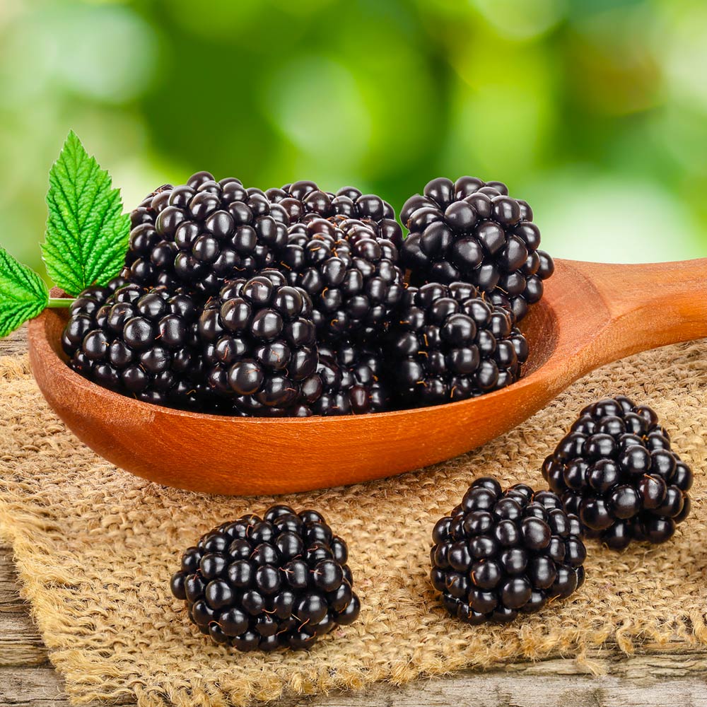 Navaho Thornless Blackberry Bush - Image 5