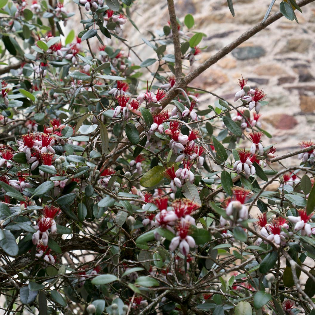 Nazametz Pineapple Guava Patio Tree - Image 3
