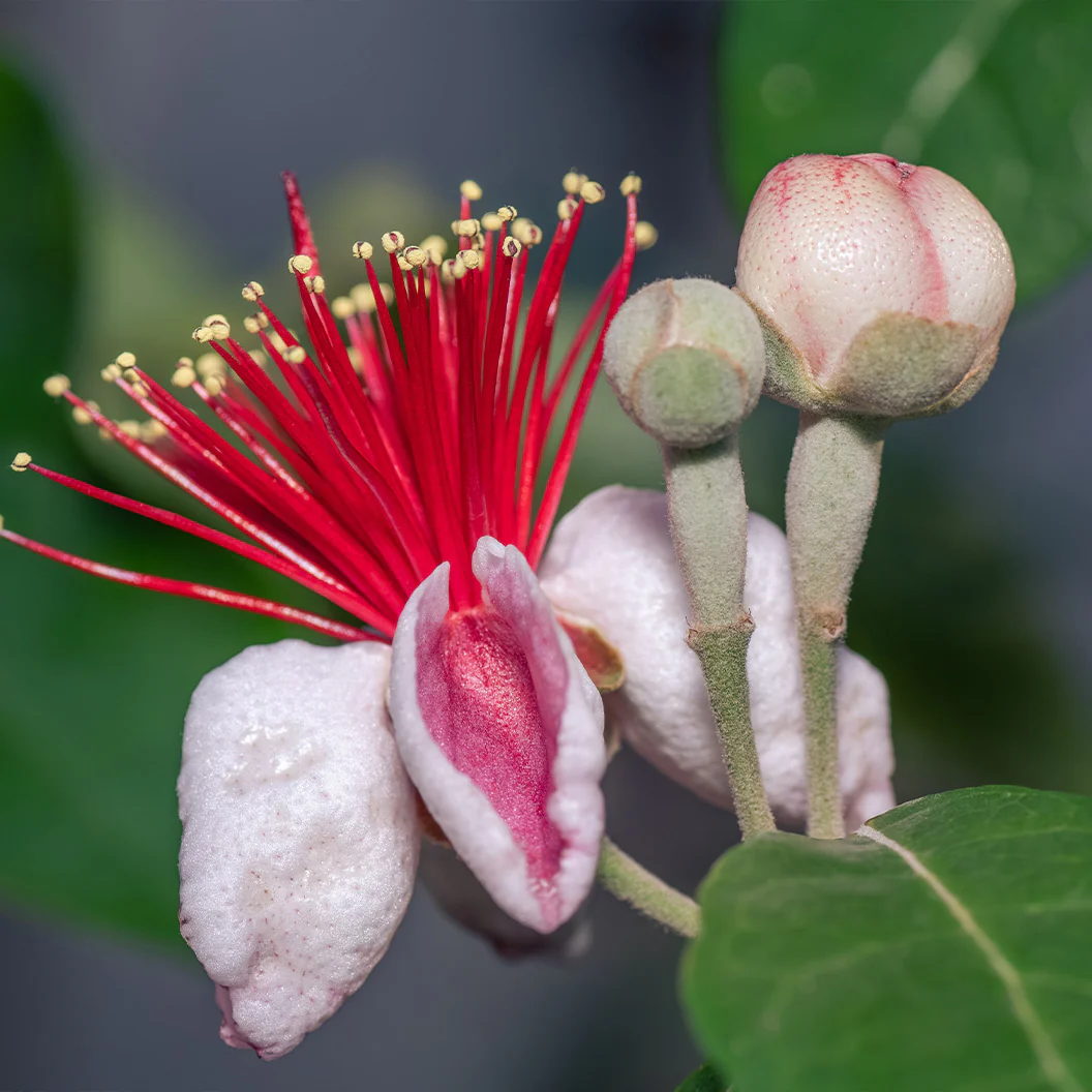 Nazametz Pineapple Guava Patio Tree - Image 4