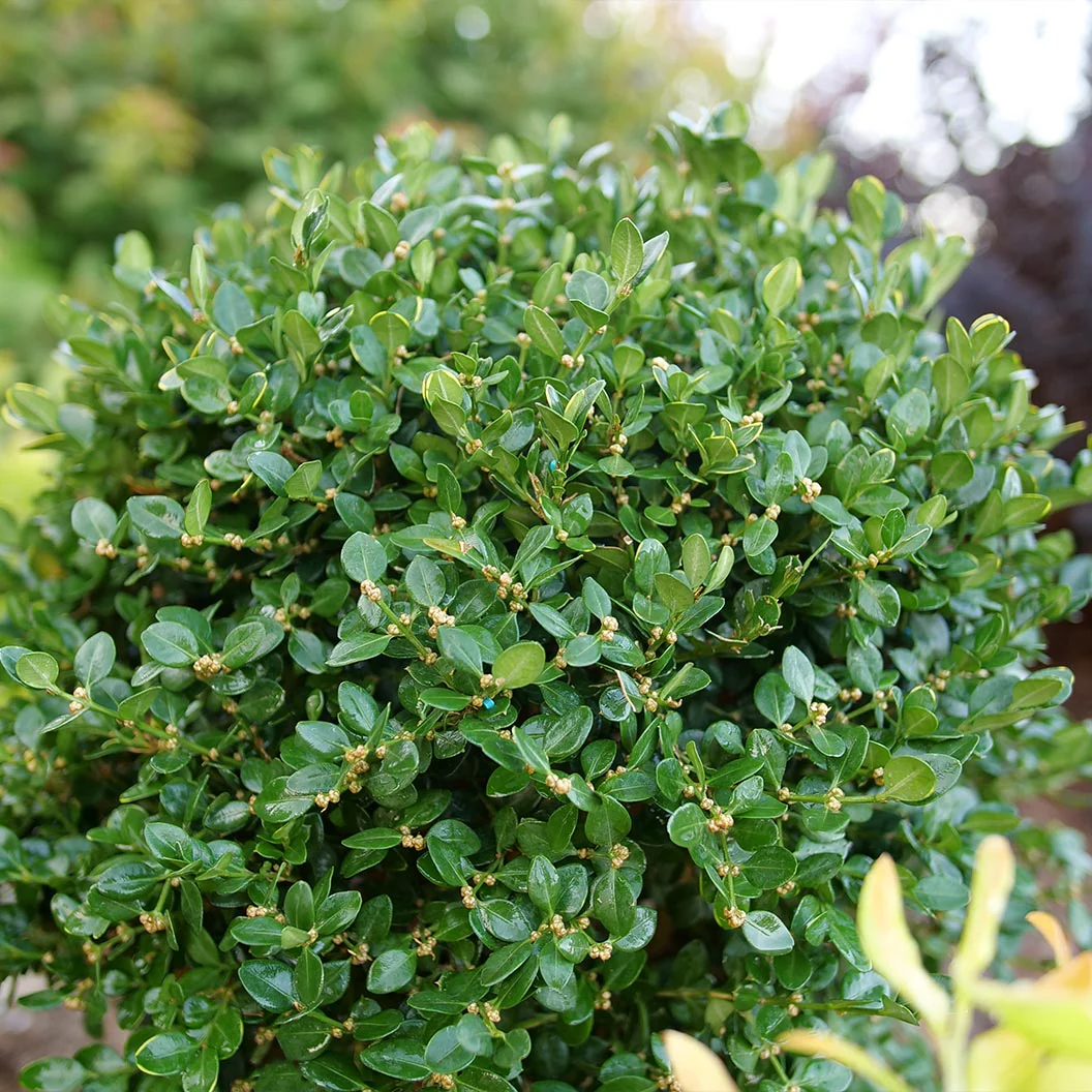 Proven Winners® Neatball® Boxwood Shrub - Image 2