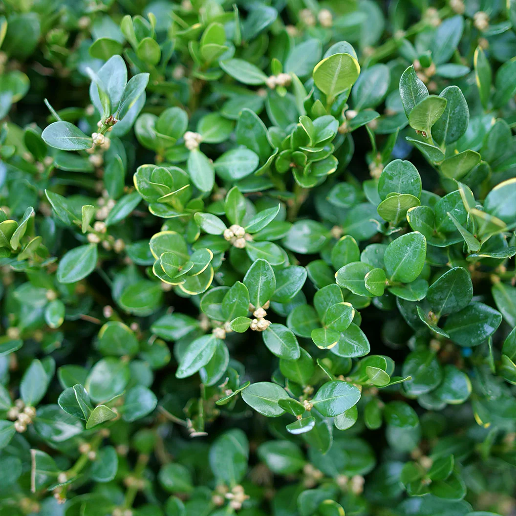 Proven Winners® Neatball® Boxwood Shrub - Image 3