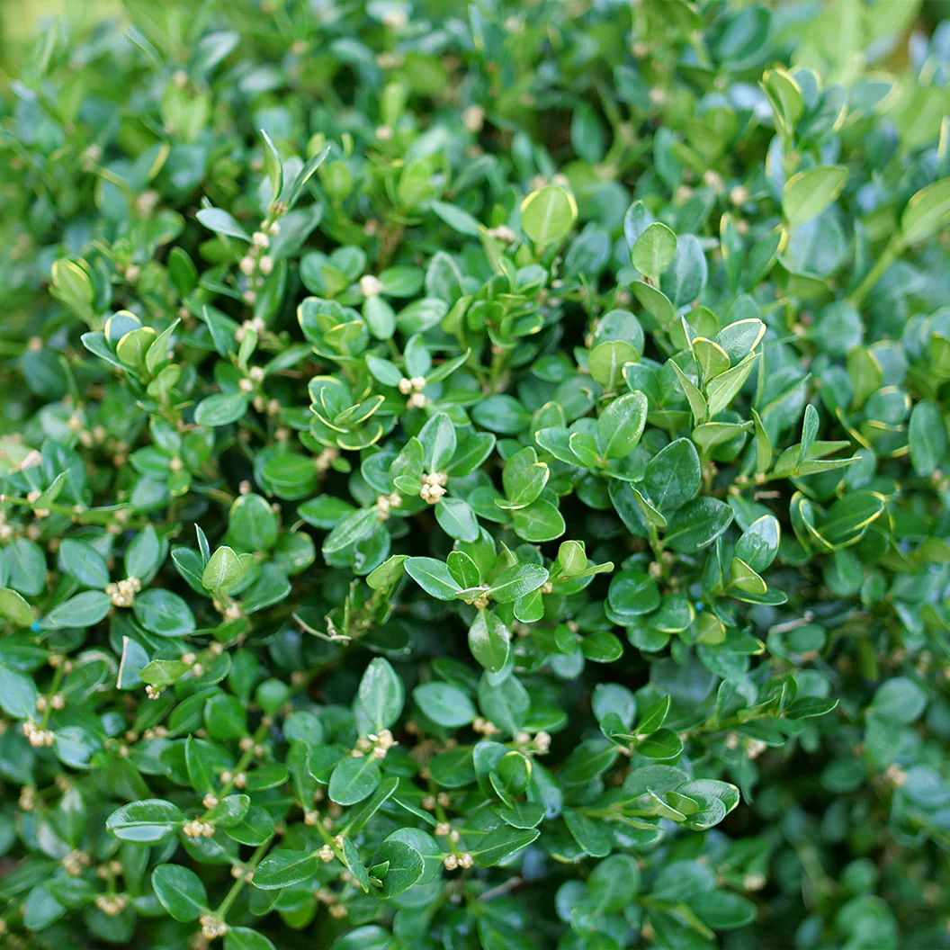 Proven Winners® Neatball® Boxwood Shrub - Image 4