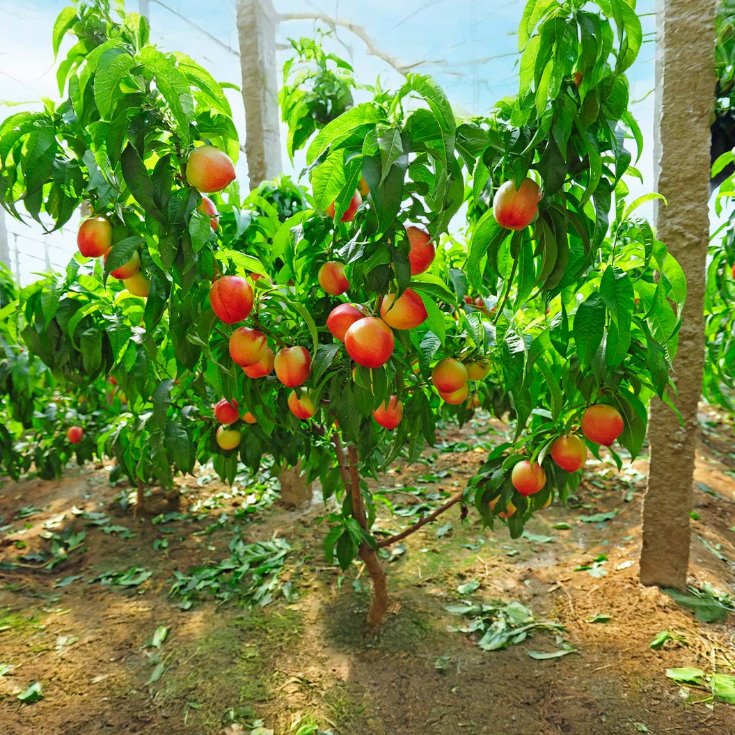 Nectar Babe Patio Nectarine Tree - Image 2