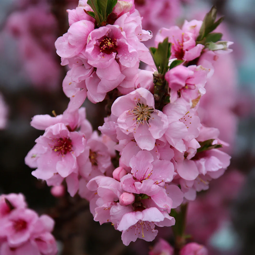 Nectar Babe Patio Nectarine Tree - Image 3