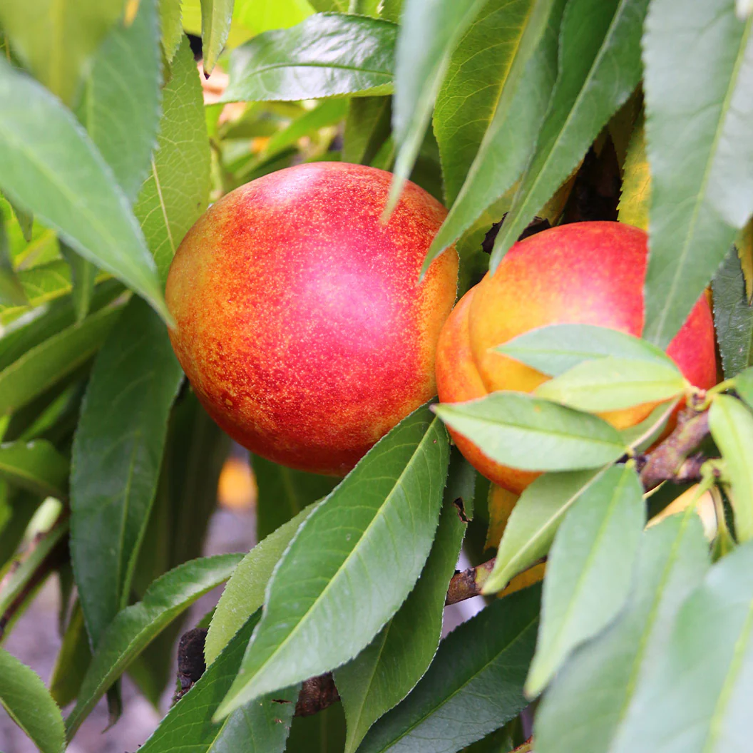Nectar Babe Patio Nectarine Tree - Image 4