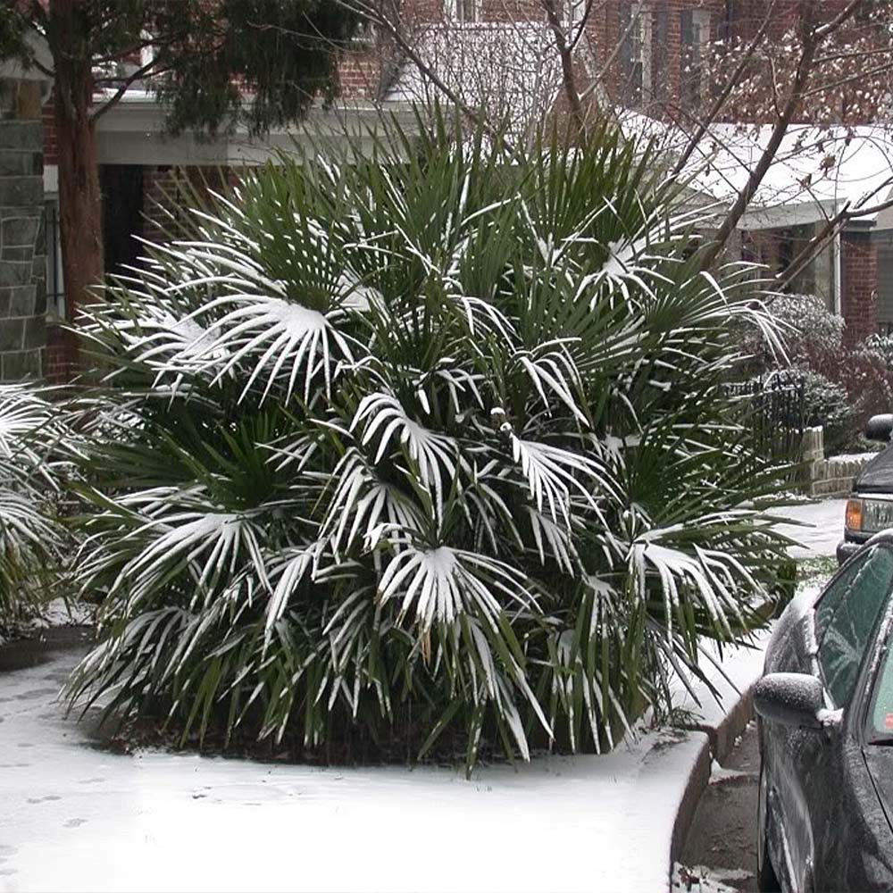 Needle Palm Tree - Image 4