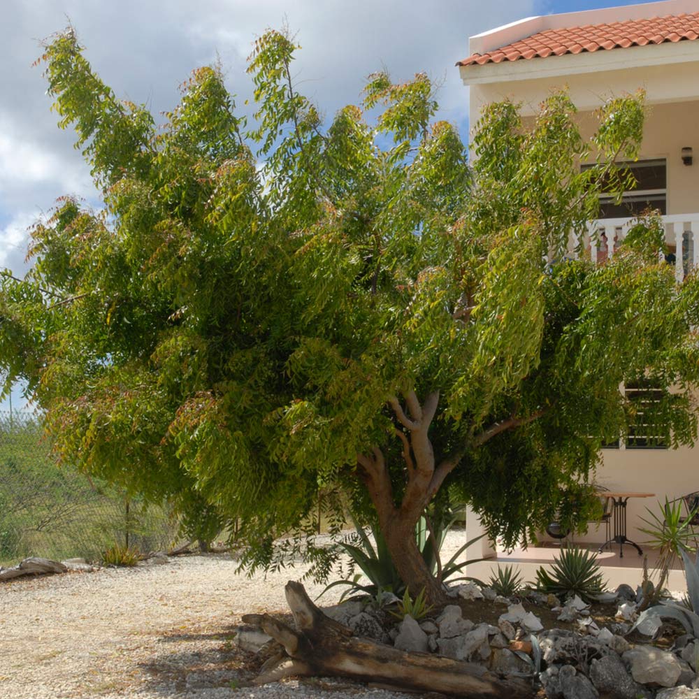 Neem Tree - Image 2